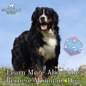 Learn More About the Bernese Mountain Dog