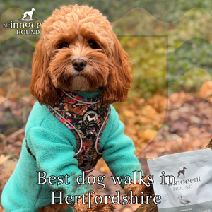 Best Dog Walks in Hertfordshire