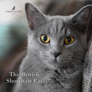 The Complete Guide to British Shorthair Cats: Unleashing Their Unique Personalities