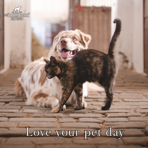 Love your pet day: How to celebrate?