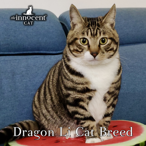 Learn all about the Dragon Li Cat