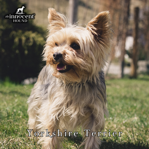 Learn All About the Yorkshire Terrier Breed