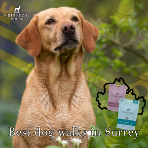 The Best Dog Walking Routes in Surrey