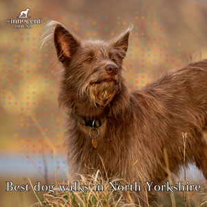 Best Dog Walks in North Yorkshire