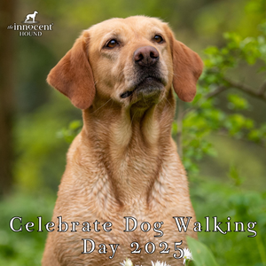 Every Day is Dog Walking Day – Celebrate with Your Loyal Companion