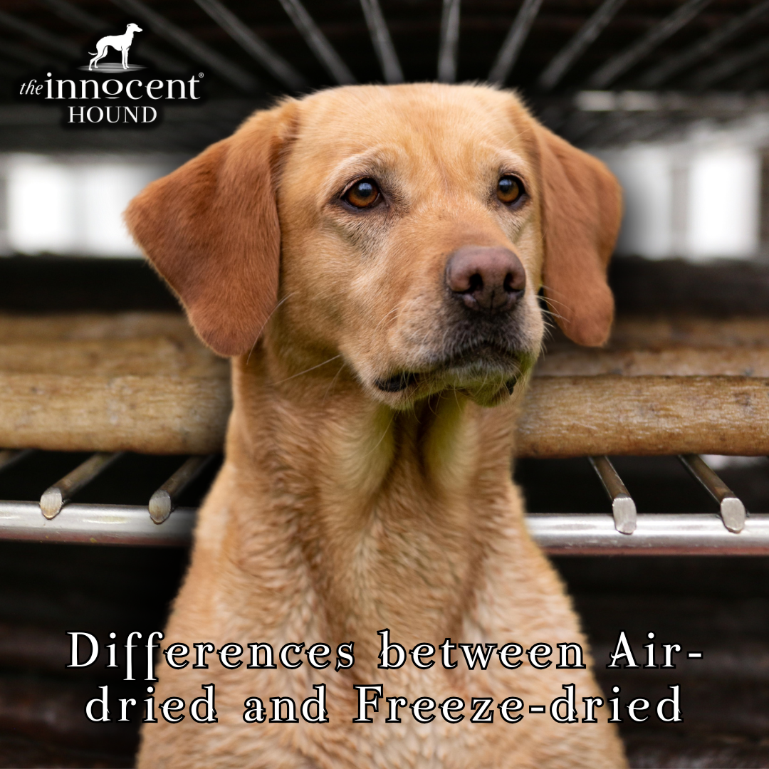 Differences between Air-Dried and Freeze-Dried Dog Food: Which Is Best?