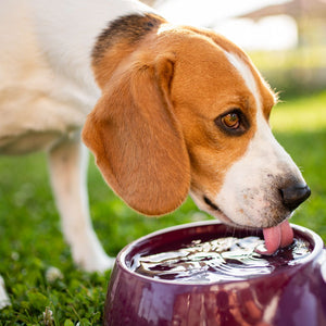 Why it is Important to Keep Your Dog Hydrated