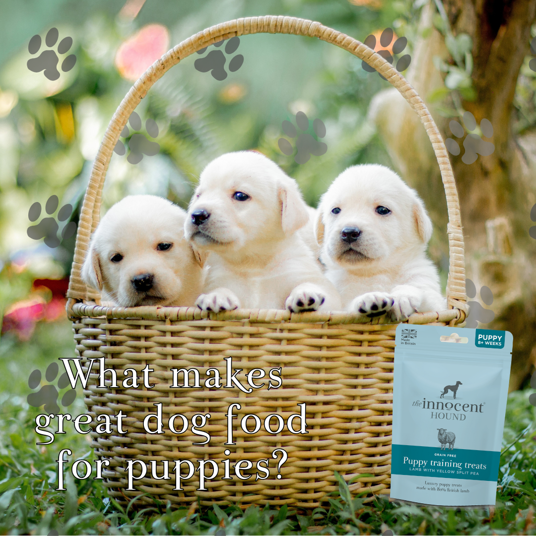  best puppy food