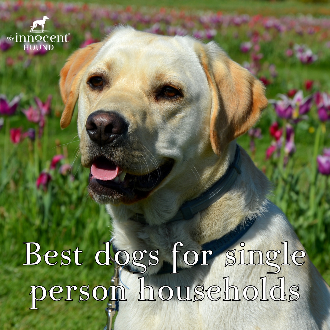 The Best Breeds for Single Occupancy Households