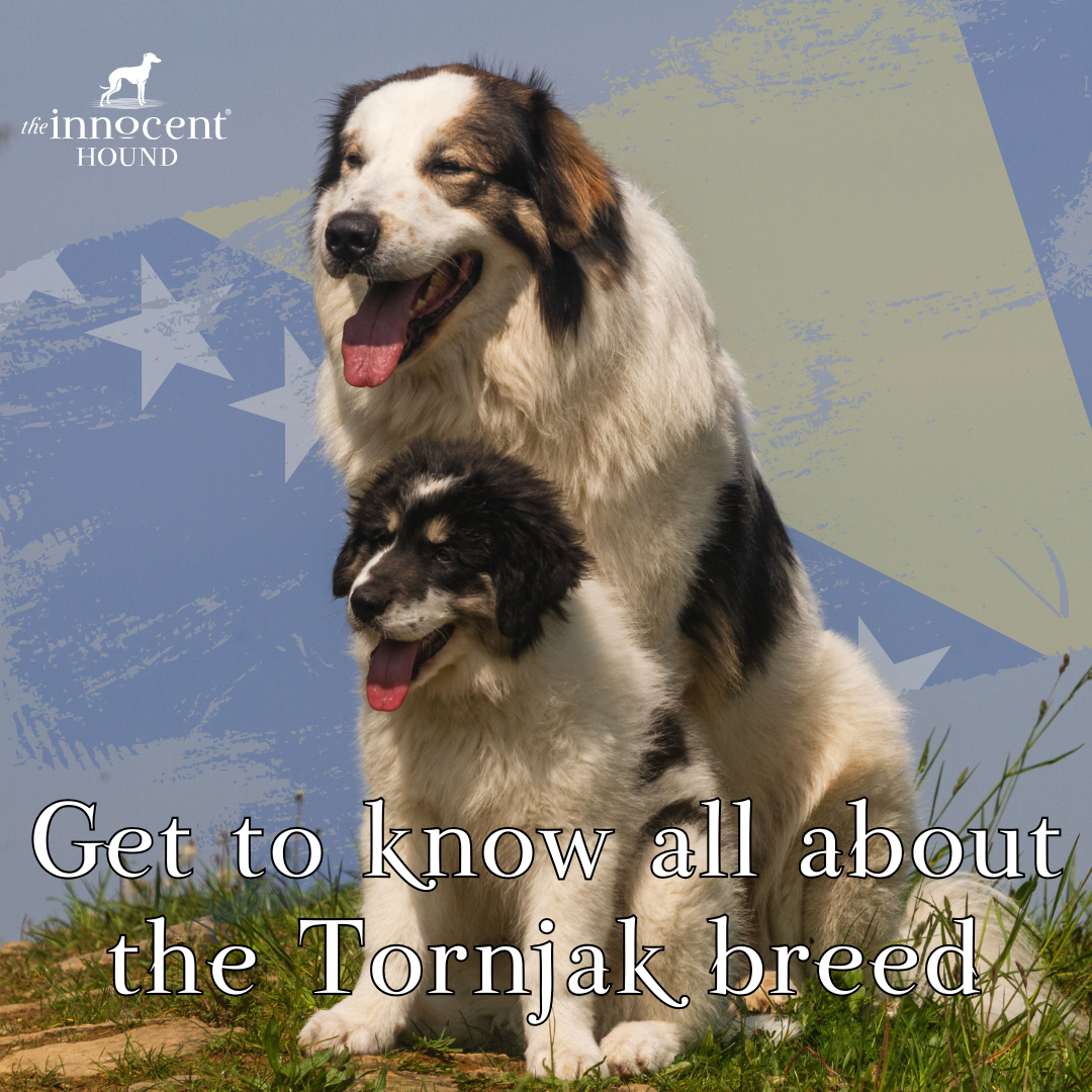 dog breed in uk