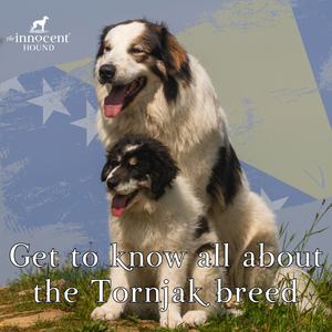 Get to know all about the Tornjak breed