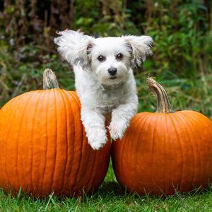 How to Keep Your Hound Happy on Halloween