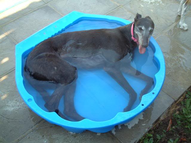 How To Keep Your Dog Cool This Summer
