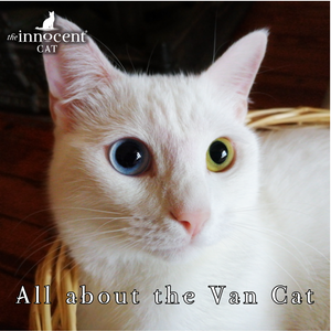 Learn all about the Van cat breed