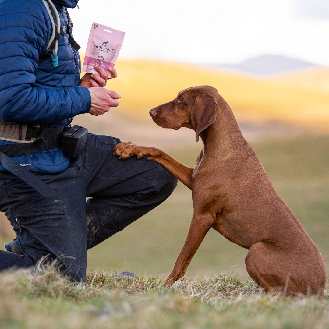 Enriching our Hounds Lives