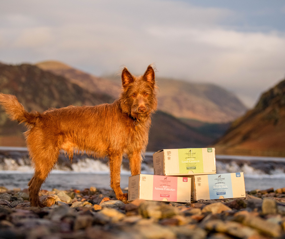 The Benefits of Choosing Grain-Free Dog Food