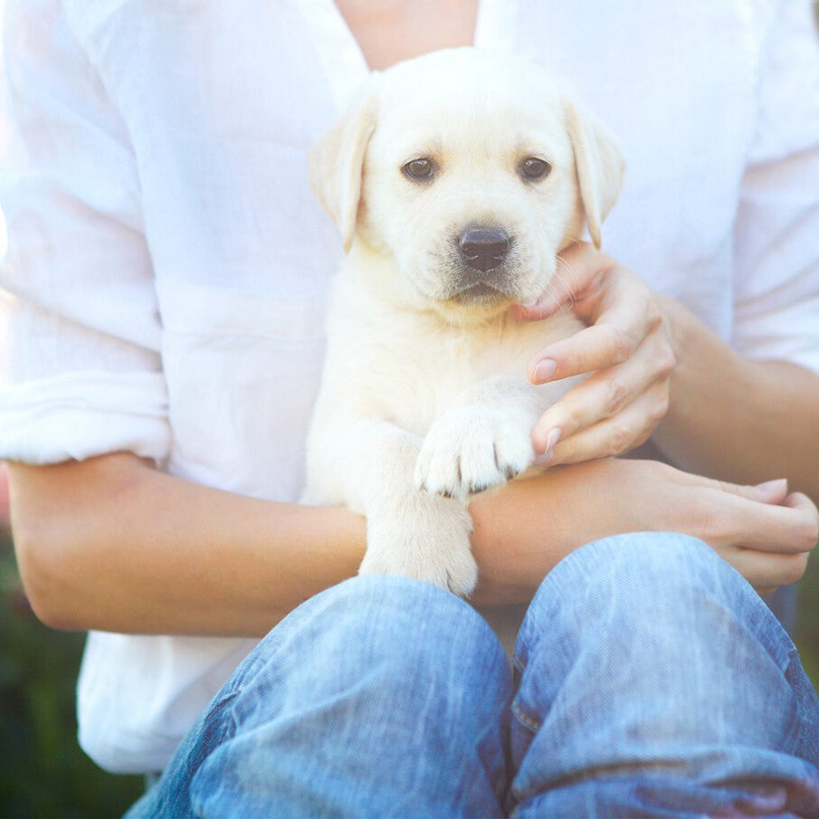 Golden Retriever Puppy 