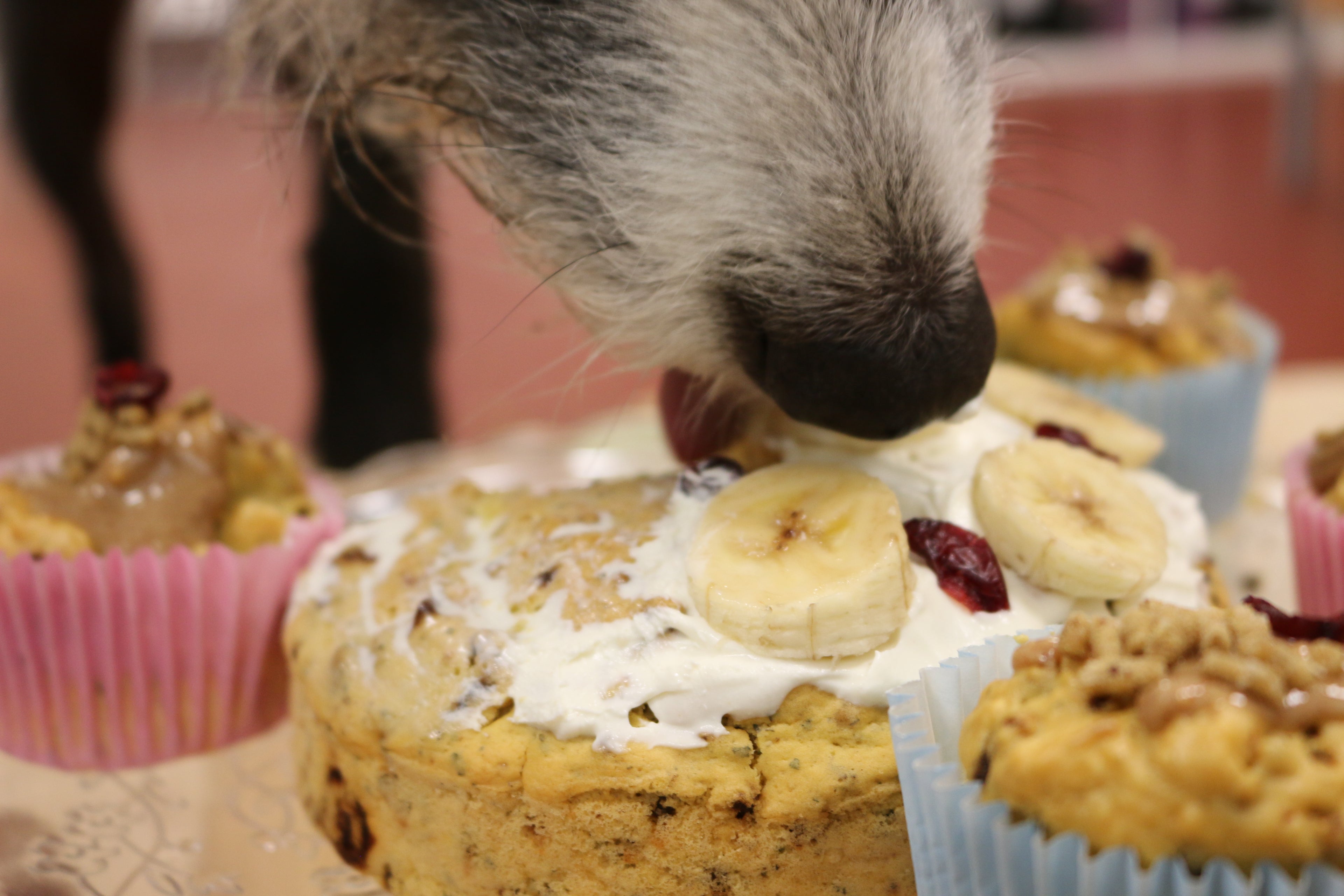 Celebrating The Innocent Hound's 6th Birthday