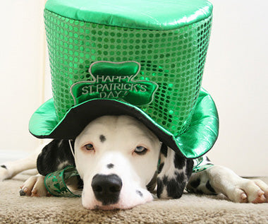 Irish Breeds to Celebrate This St. Patrick's Day!