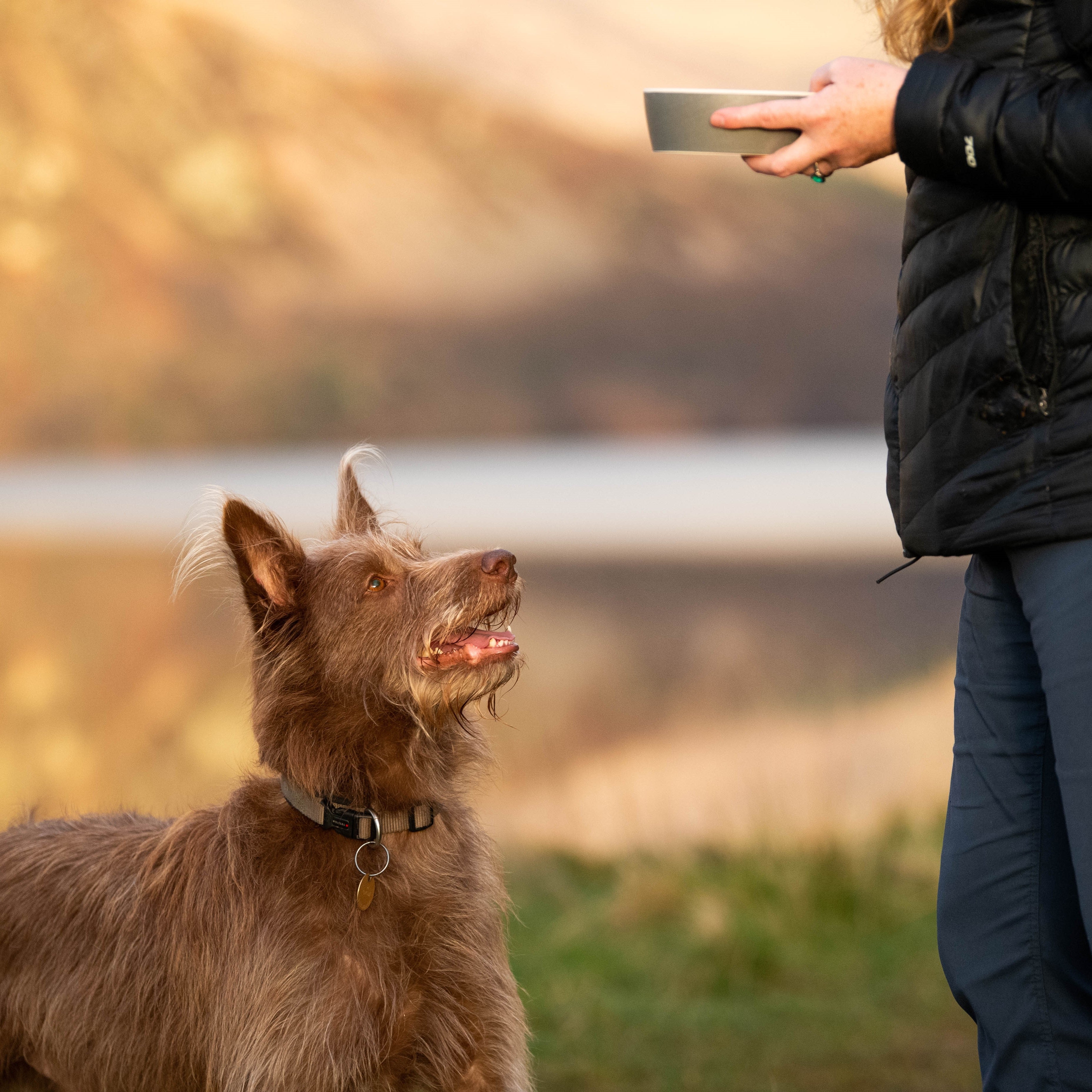 Outdoor hound enjoying the innocent hounds air-dried healthy dog food. 