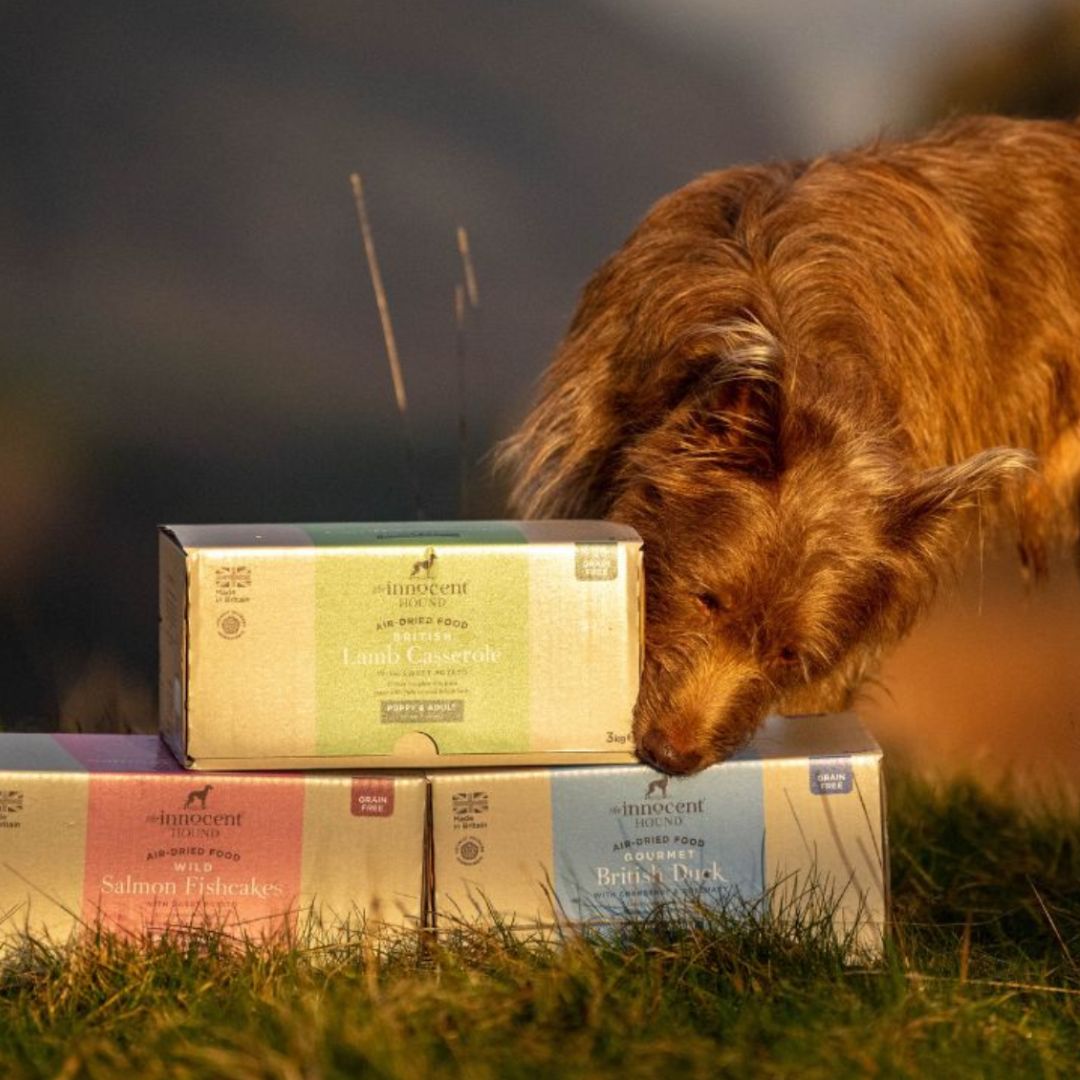 How to Maintain a Healthy Diet for Your Dogs