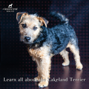 Learn More About the Lakeland Terrier Breed