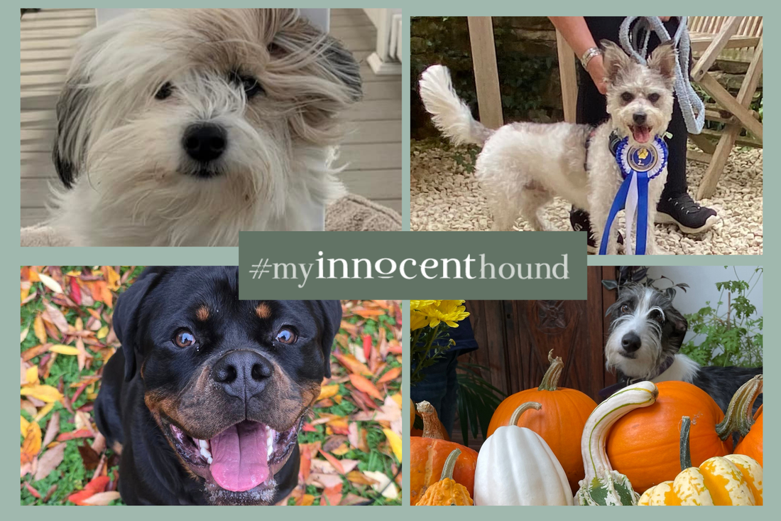 #MyInnocentHound Monthly Competition