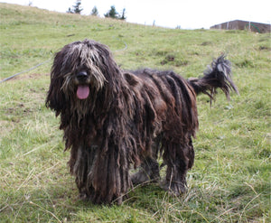 Learn more about the Bergamasco Shepherd