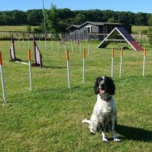 The Benefits Of Agility Training For Your Dog