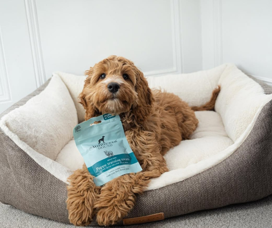 How to Train Your Puppy - Puppy Training Essentials