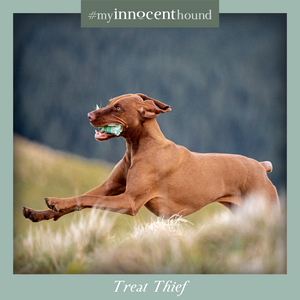 Win £50 in our monthly #myinnocenthound competition