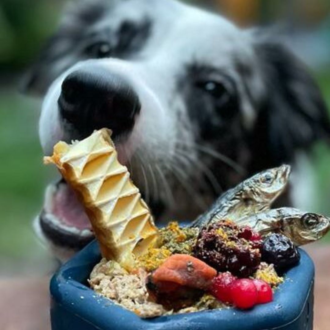 How Enrichment Can Help Your Hounds