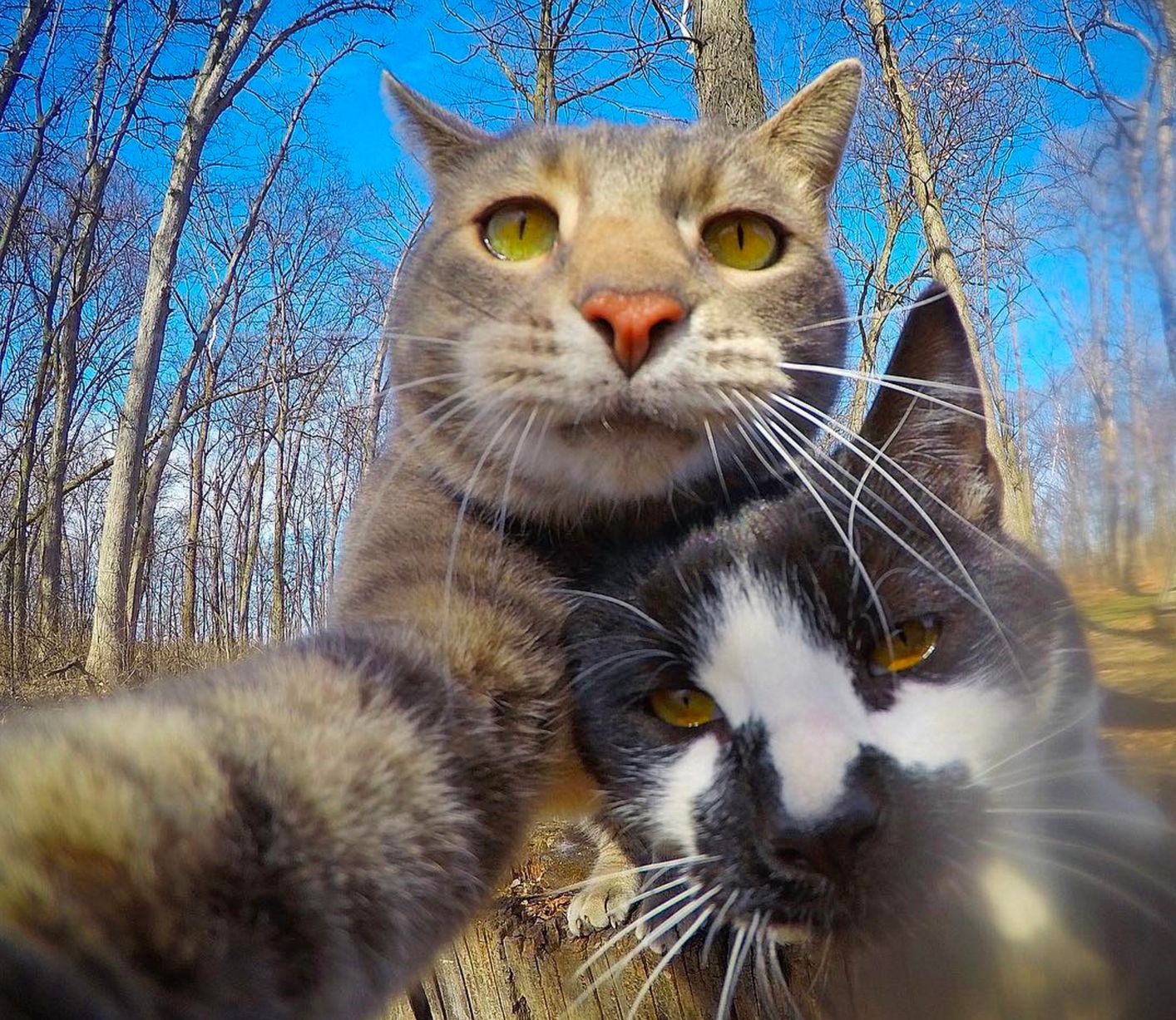 Cat Selfies