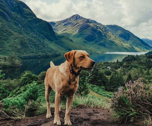 Top tips for exploring with your dog