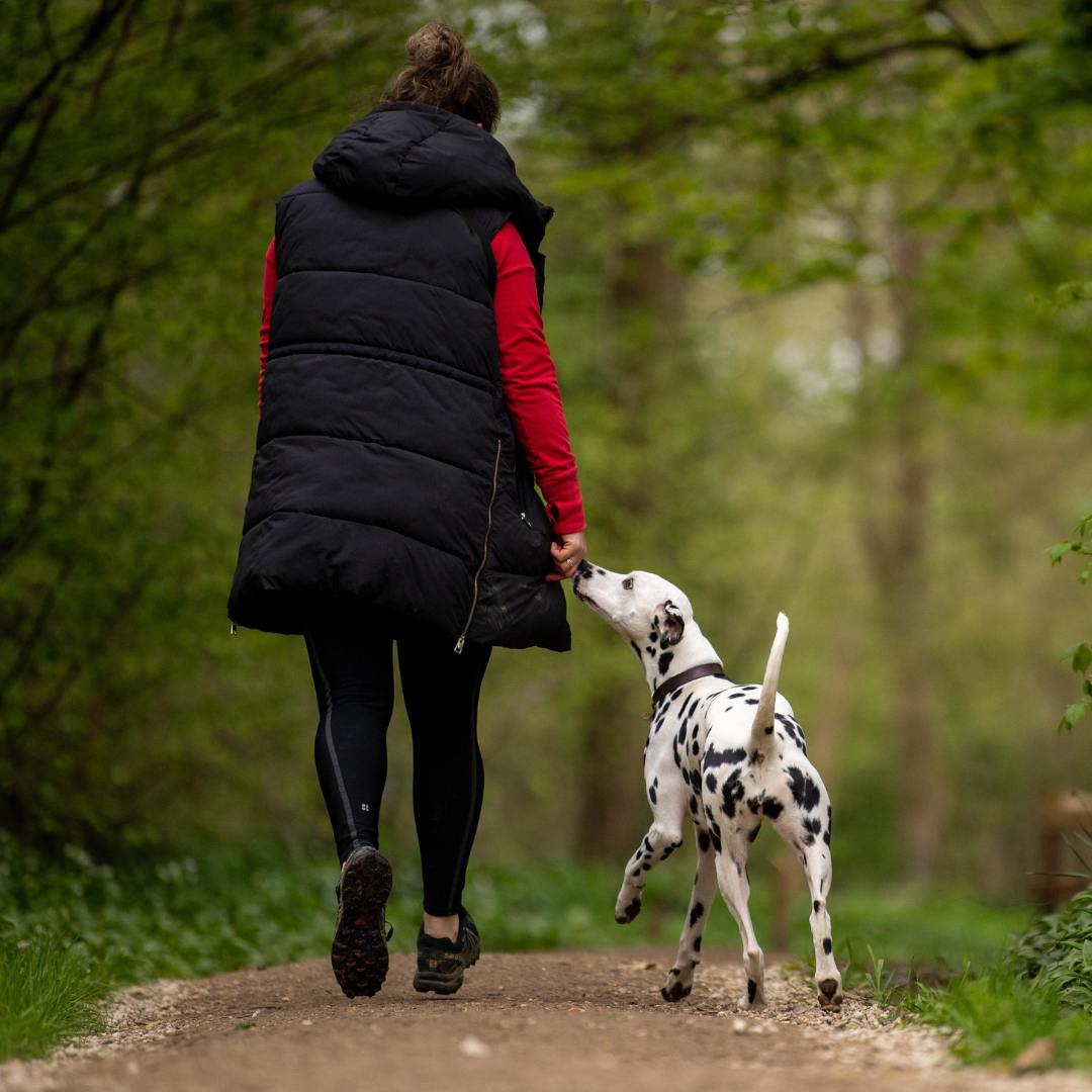 Let Pet Wellness Month Start your Pet’s Wellness Life