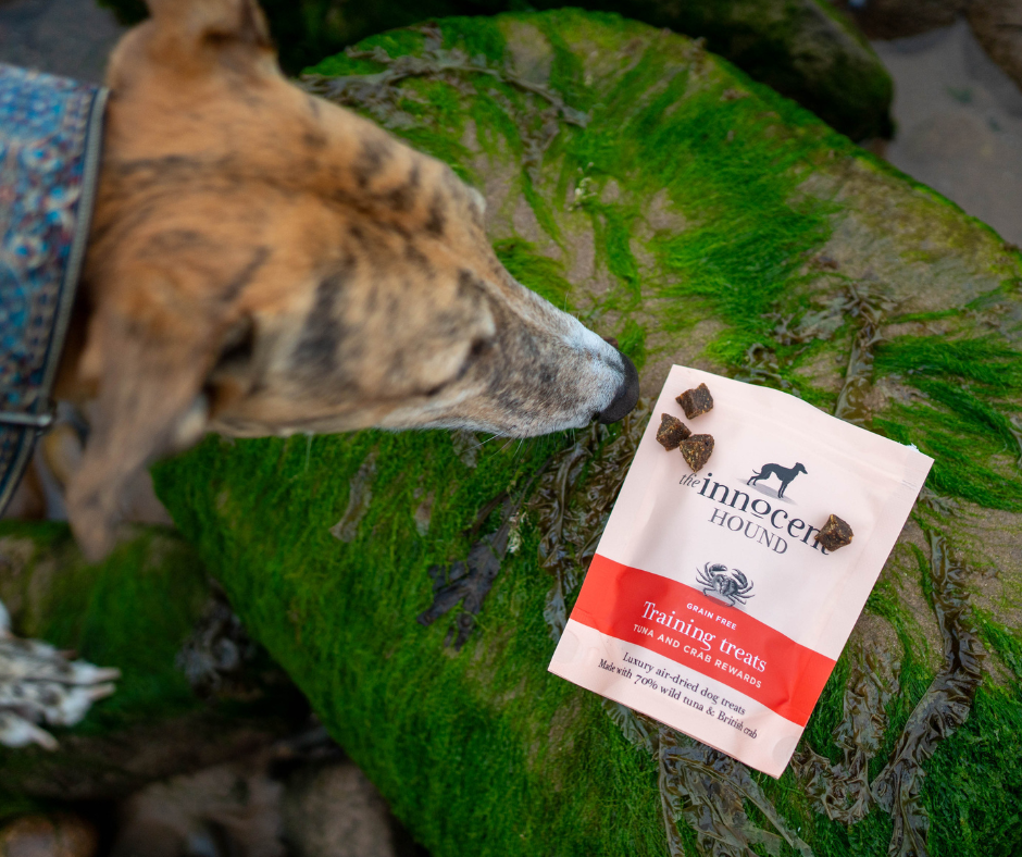 Five Easy Dog Training Games to Play at Home