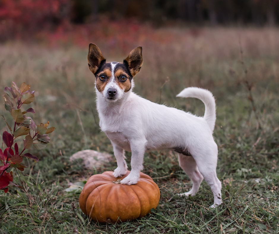 Health Benefits of Pumpkins
