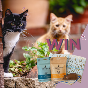 Feline Lucky? Enter Our International Cat Day Giveaway