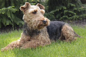 Get to know the Welsh Terrier