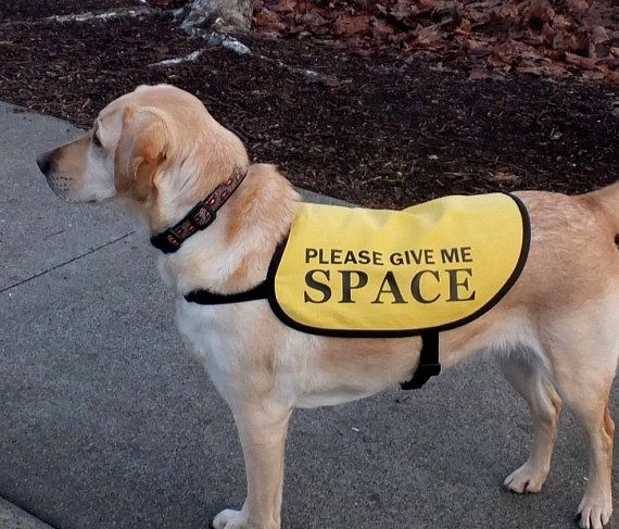 Dog Anxiety- An Interview with Emily & Sputnik