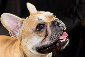 Get to know the French Bulldog