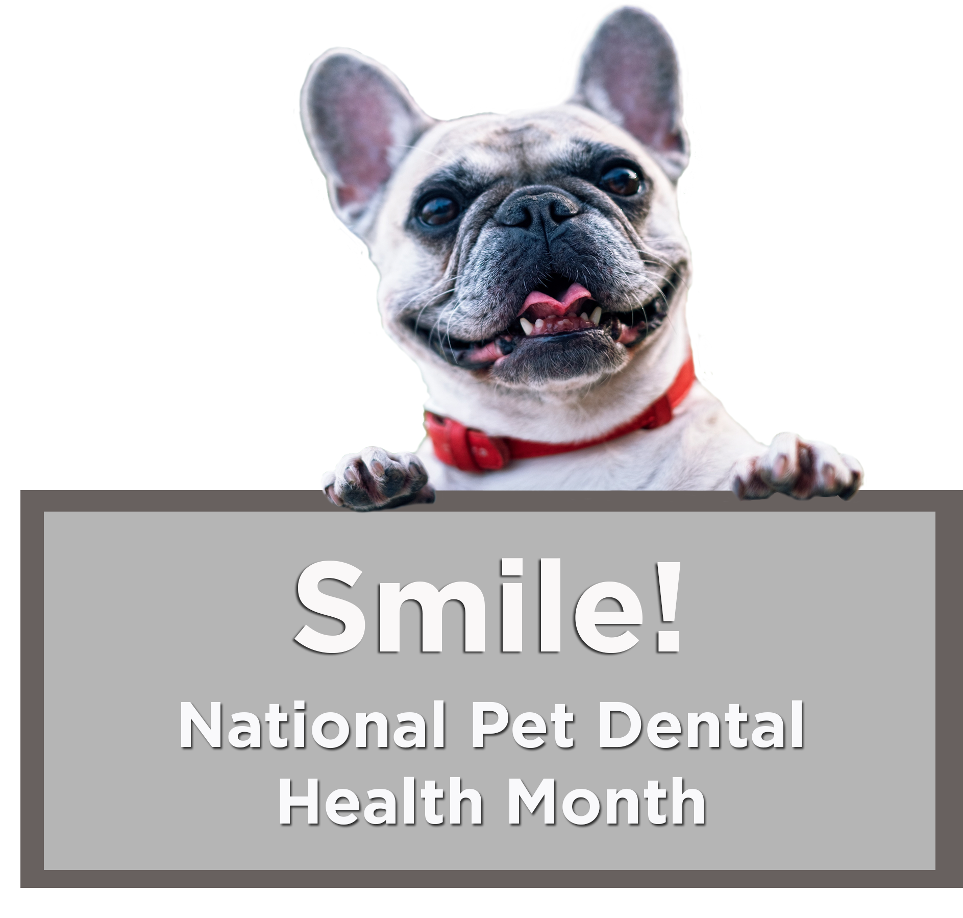 Smile! National Pet Dental Health Month