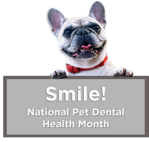 Smile! National Pet Dental Health Month