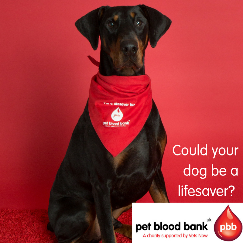World Blood Donor Day - an interview with a doggy blood donor!