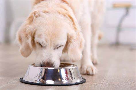 Simple measures to help avoid pet obesity