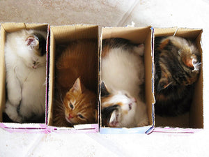 Cats In Boxes