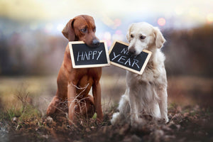 New Year resolutions for you and your pet