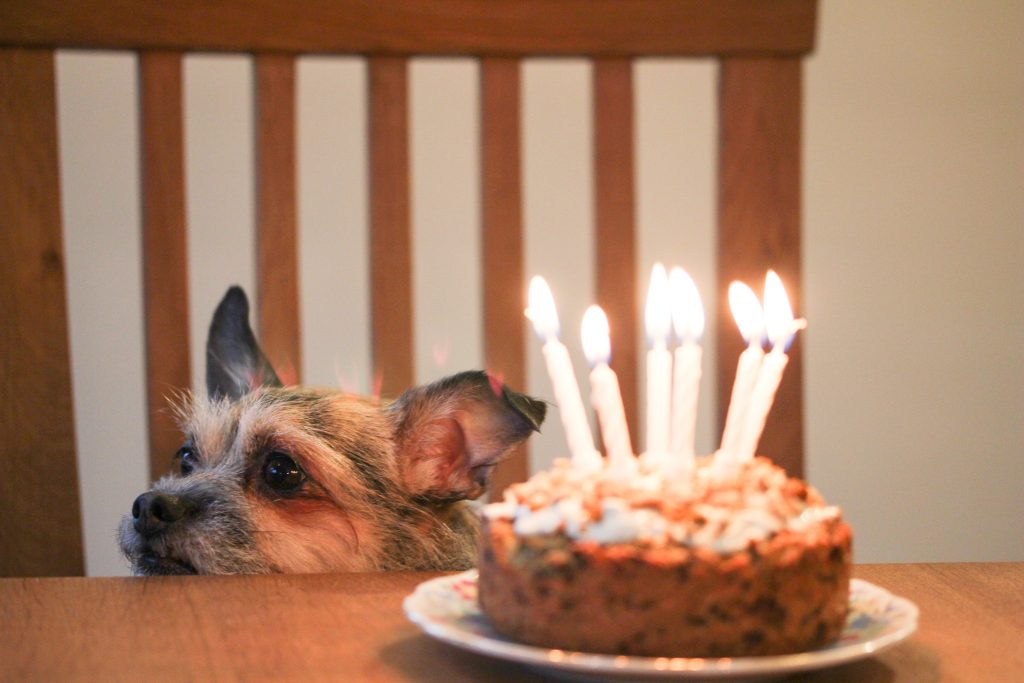 The Great British Bark Off - Easy Dog Cake Recipes