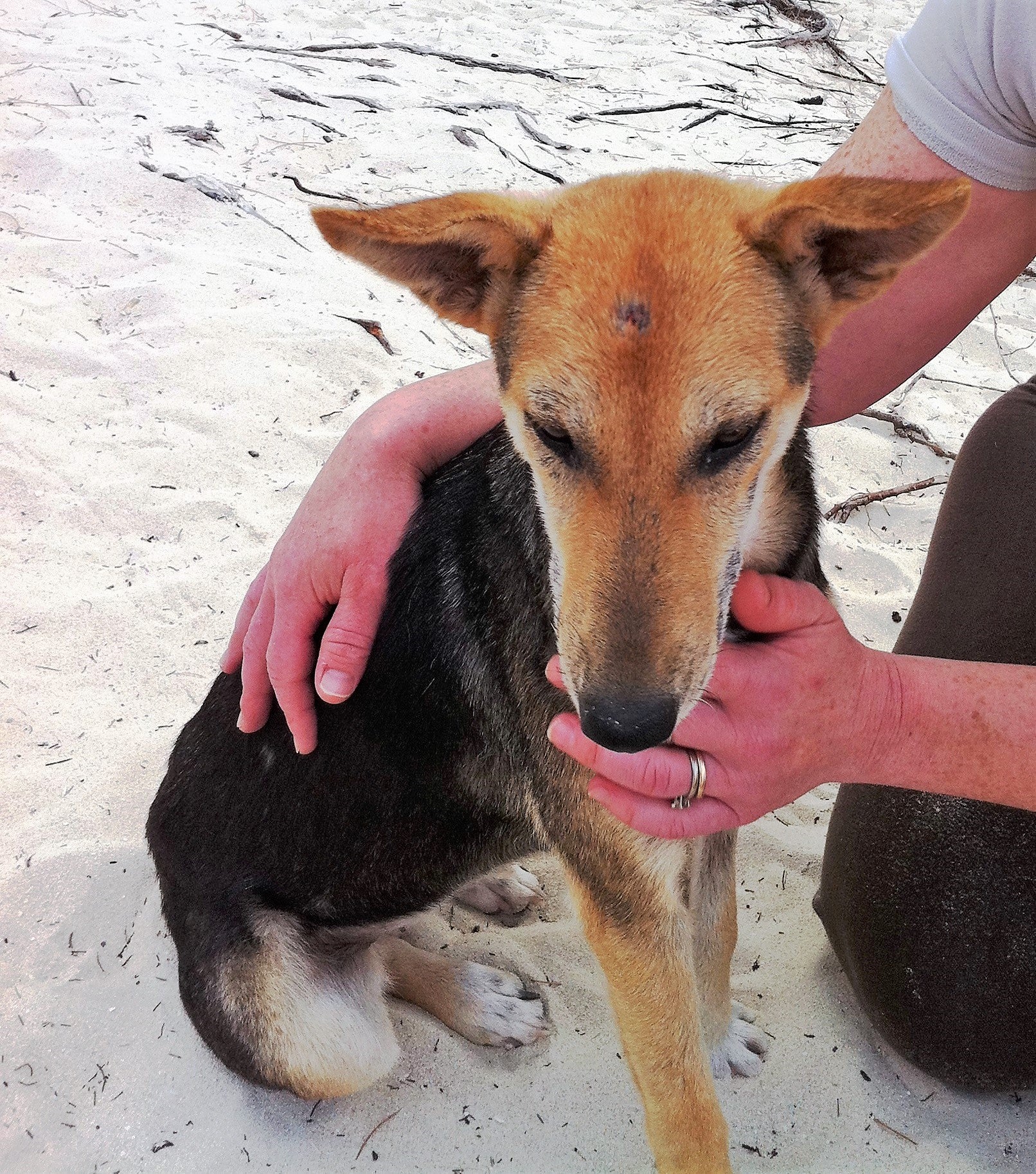 Giving a Second Chance: A Mauritian Rescue Mission