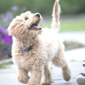 Top Tips for Your Puppy's First Walk by Gretta Ford
